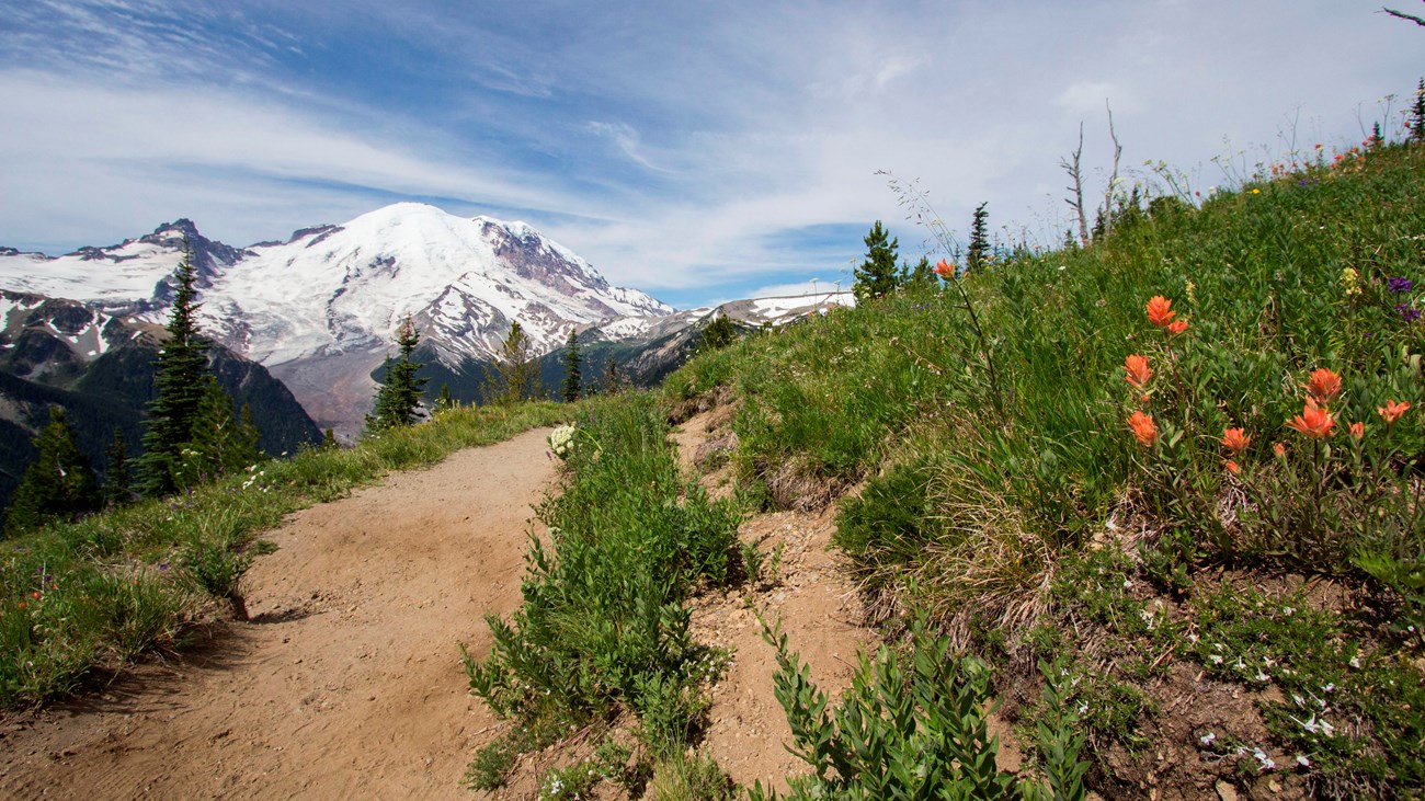 Subalpine meadow and trail with Mount Rainier in the background.