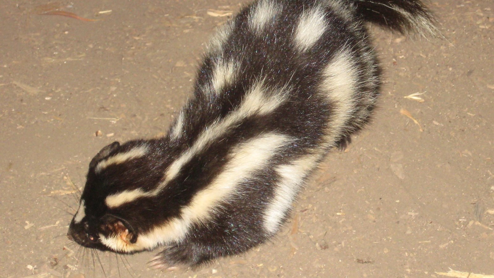 black and white skunk on front legs