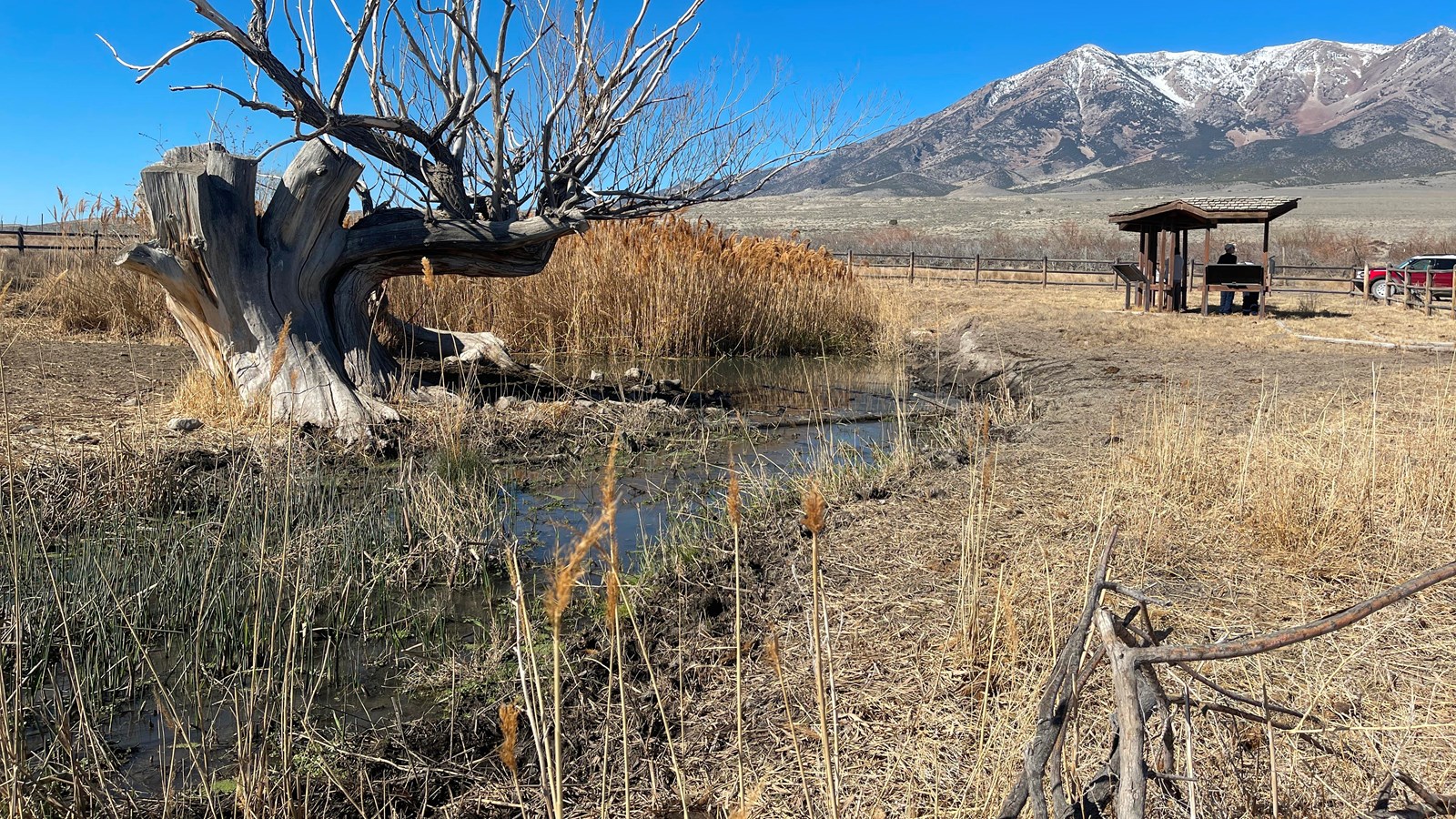 A cottonwood tree beside a weed‑choked spring under clear blue sky with distant snowy Pilot Peak.