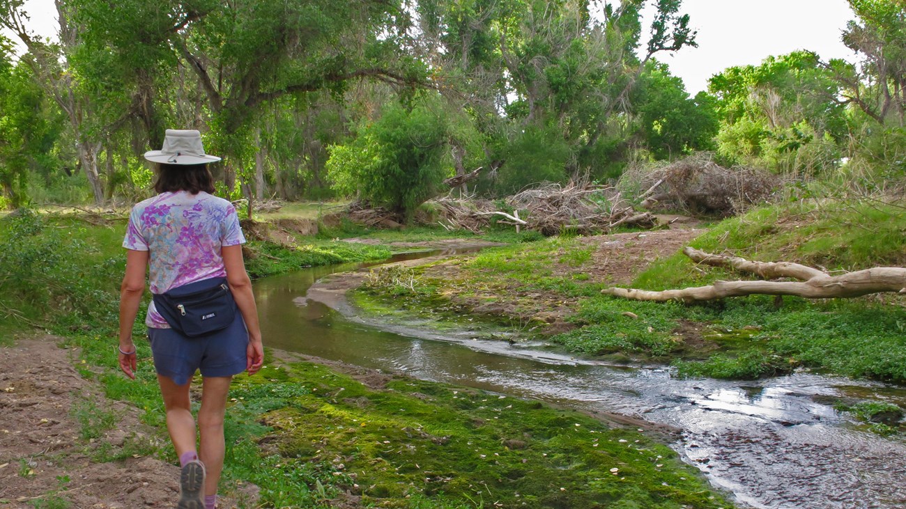 A hiker walks on a trail next to a narrow river, cottonwood trees in the distance