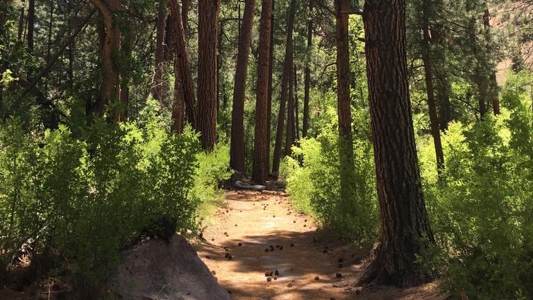 Hiking trail through Ponderosa Pines.