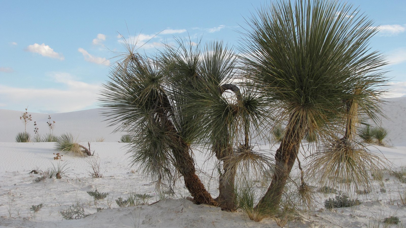 Soaptree Yucca