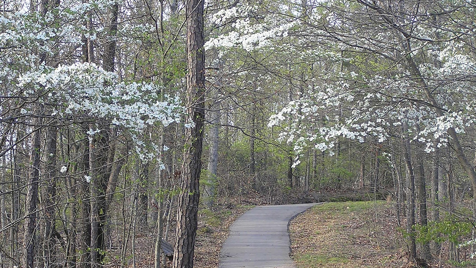 A paved trail lined with trees with white flowers leading into the forest. 