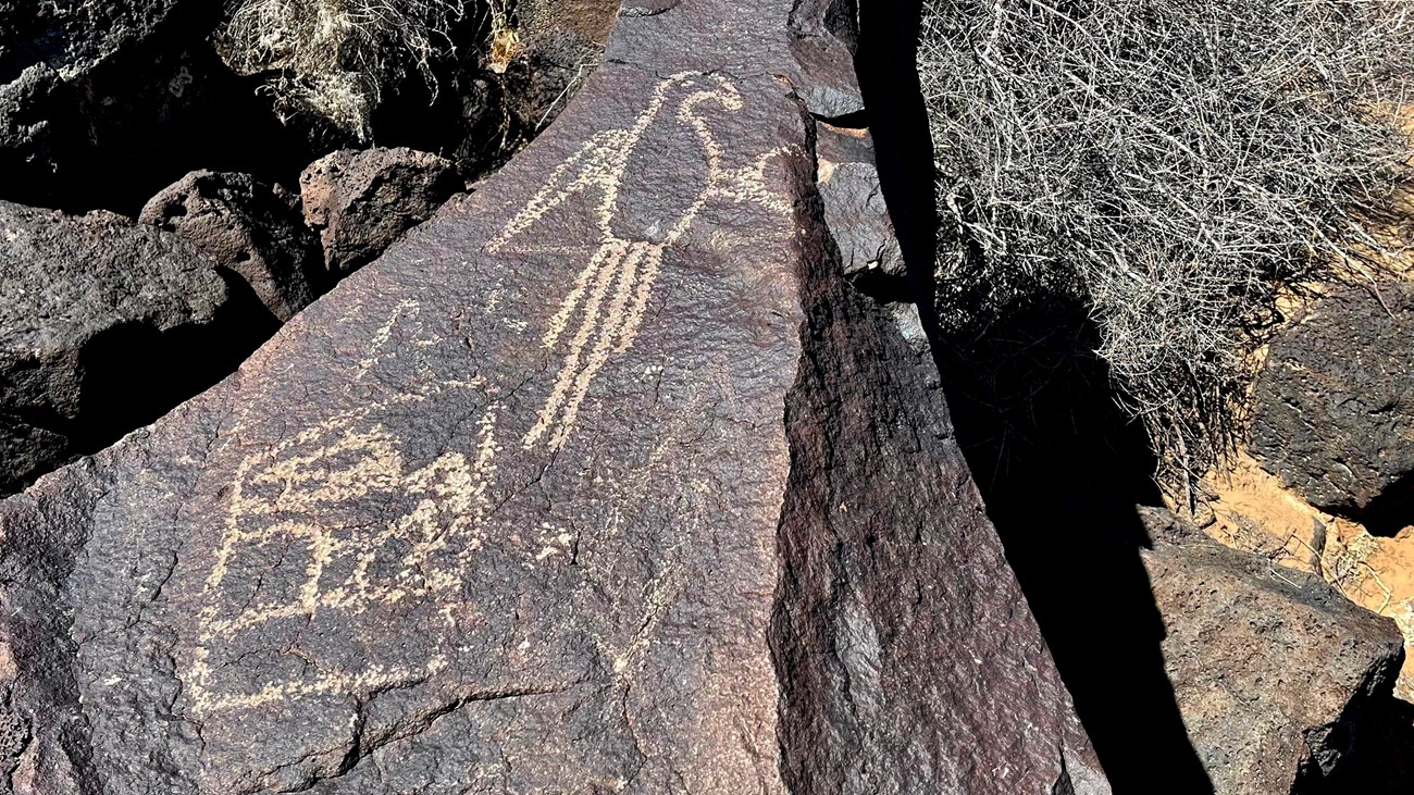 A petroglyph of a macaw parrot on a dark volcanic boulder.