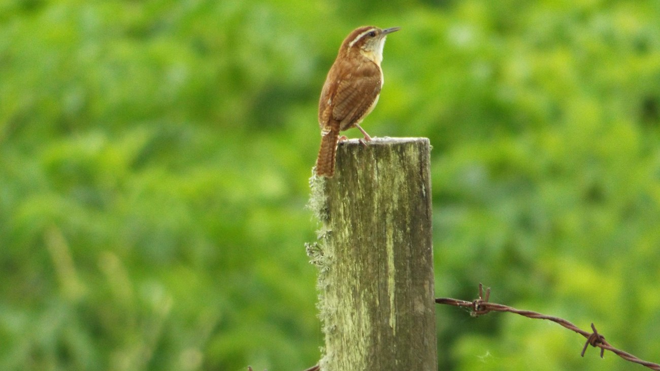 A small Wren sits on a wooden fence post at Oakland Plantation.