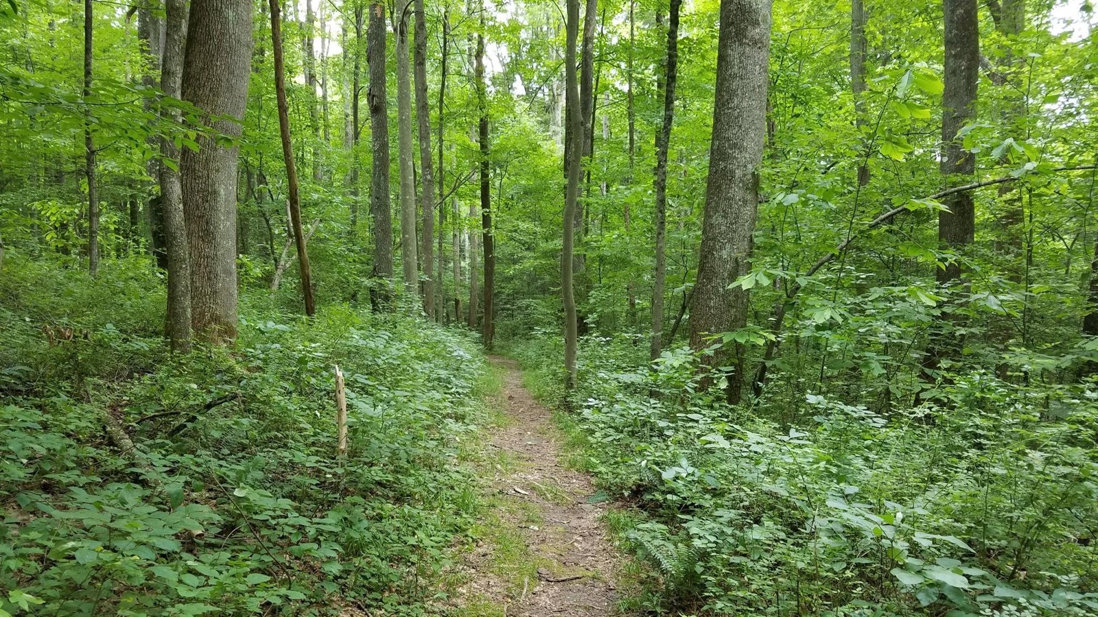 A trail through a bright green filled forest