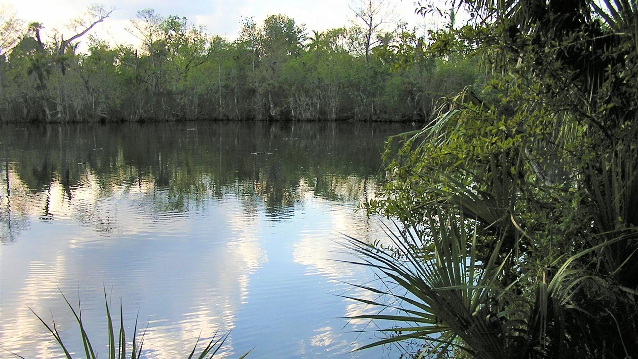 Lake surrounded by plants