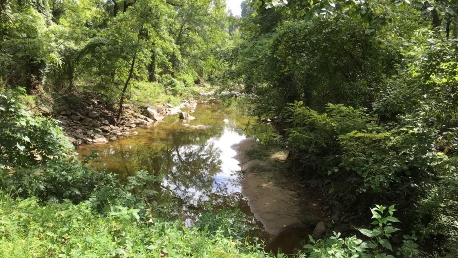 A creek runs through thick foliage beside a trail.