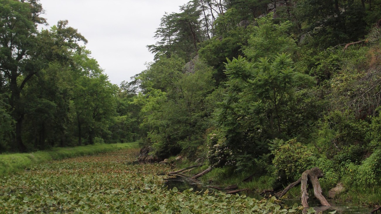 Highly vegetated canal next to a ridge covered in trees