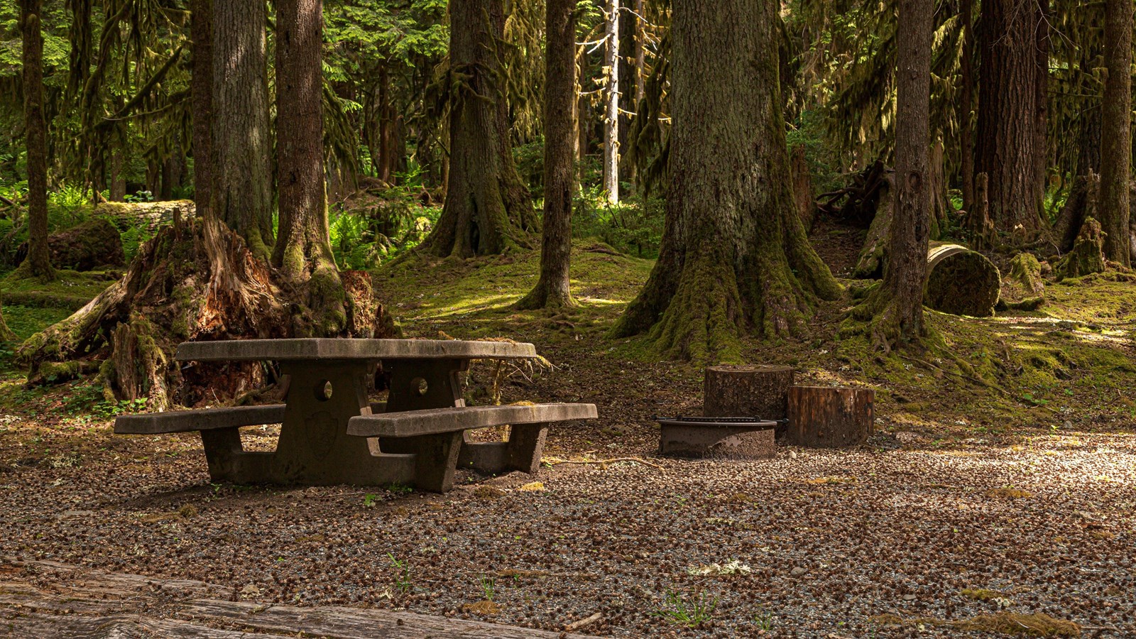 A campsite with picnic table in a mossy forest setting.
