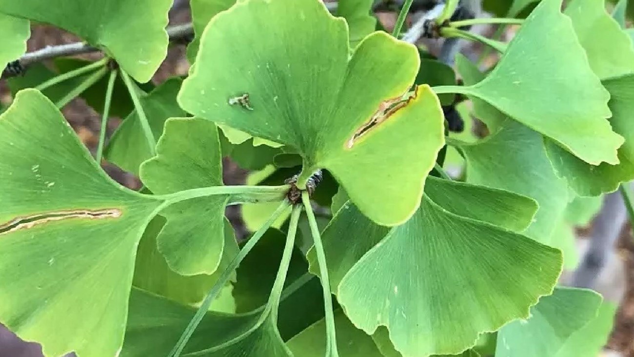 Green leaves from a Gingko tree