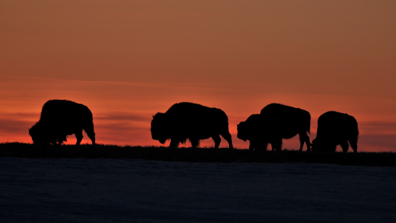 Bison at Sunset