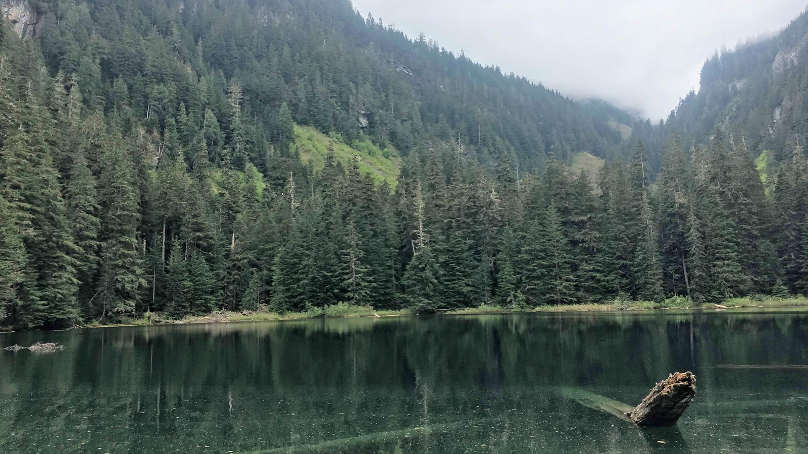 A clear green blue lake sits in a basin surrounded by trees. Logs are visible on the lakes floor.