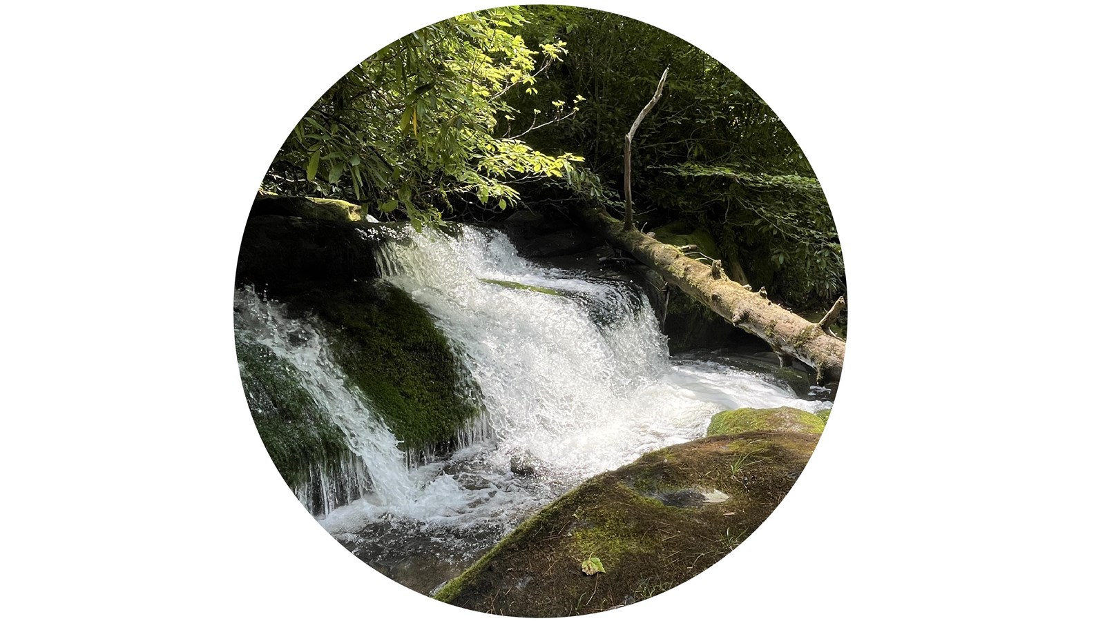A stout waterfall cascading into a pool near a large boulder and fallen tree.