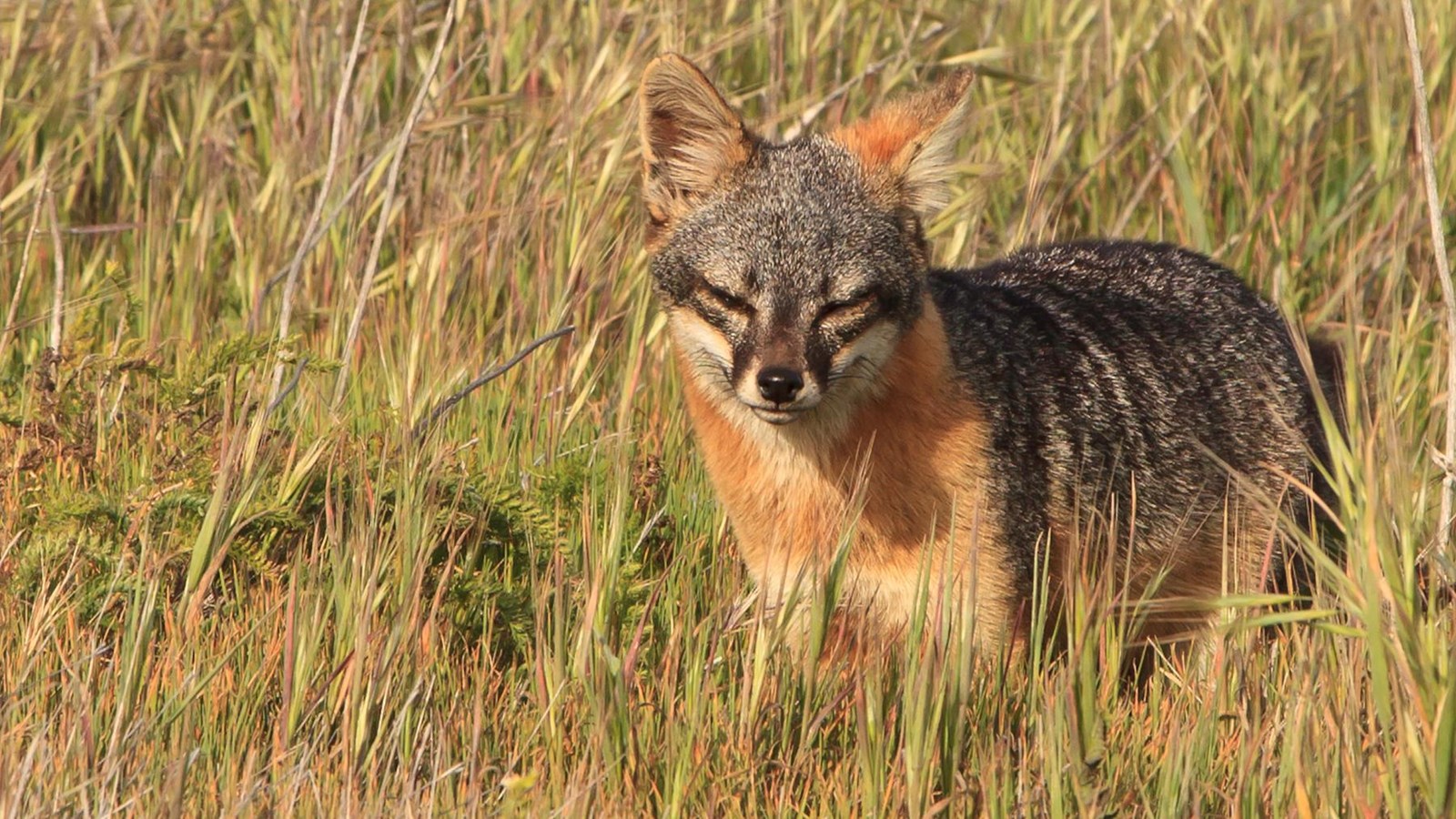 small fox with large ears in grass