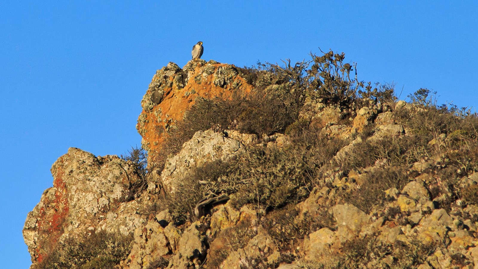Peregrine Falcon on a pinnacle.