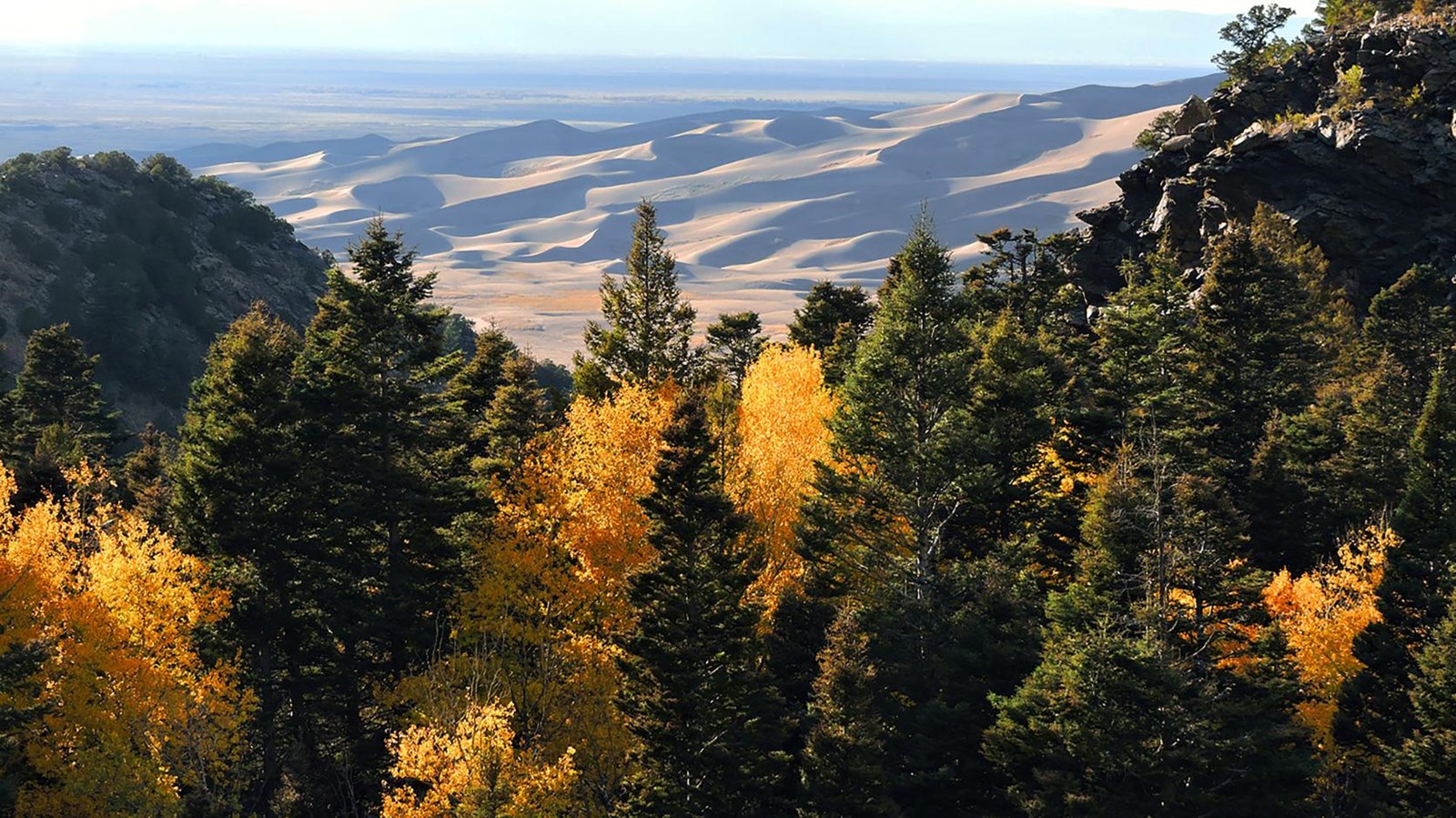 Looking down a forested canyon with gold aspen trees and conifers to dunes