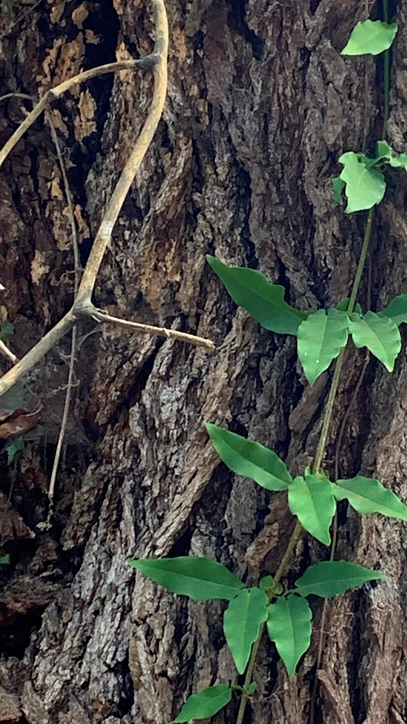 A vine with groups of three to four leaves climbs a tree trunk