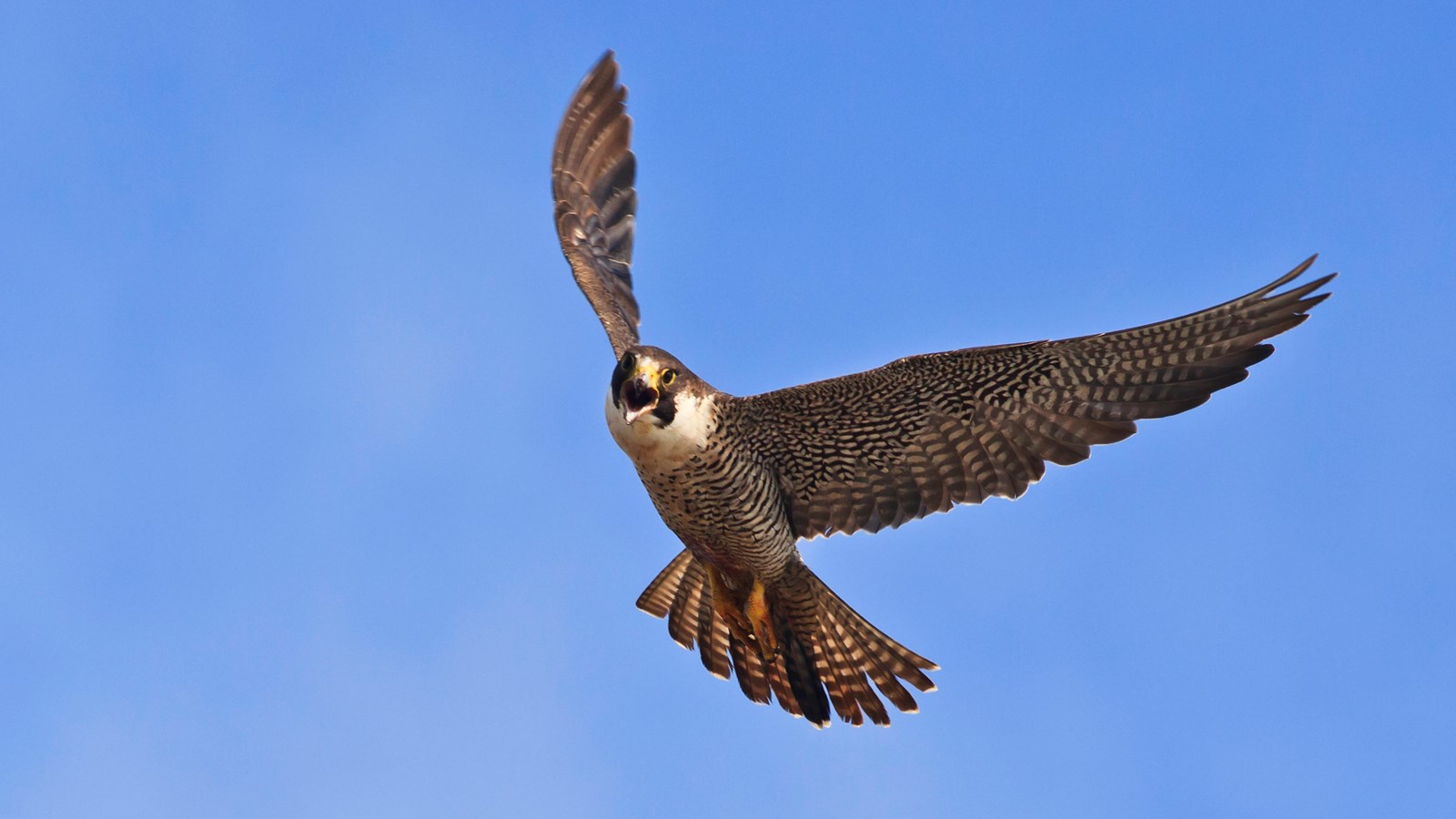 bird flying with wings spread against clear blue sky
