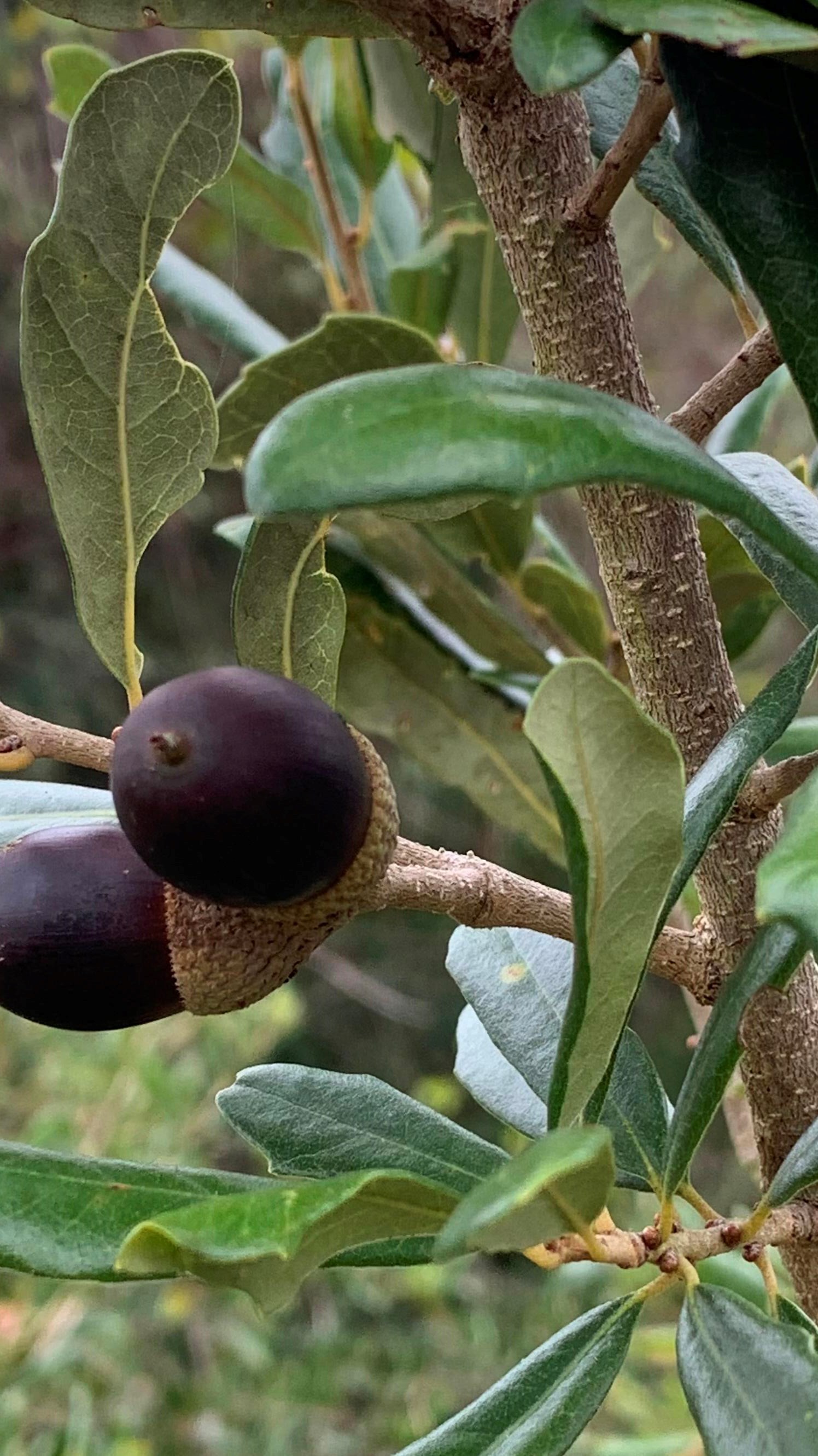 Two dark brown acorns on a live oak branch