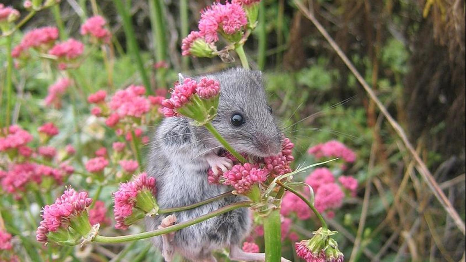 grey mouse on cluster of pink flowers