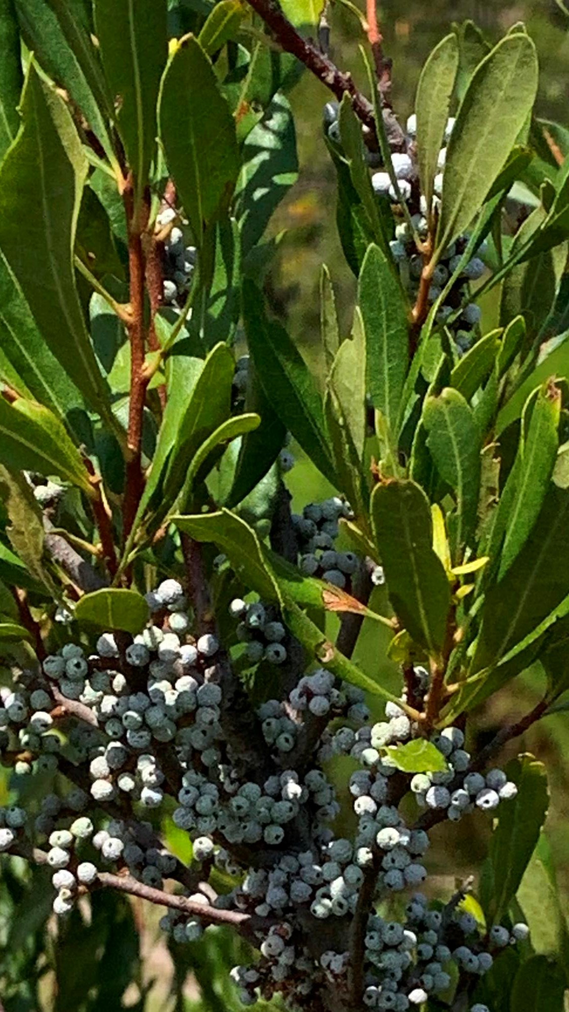 A branch with green leaves has tiny purple berries surrounding the stem