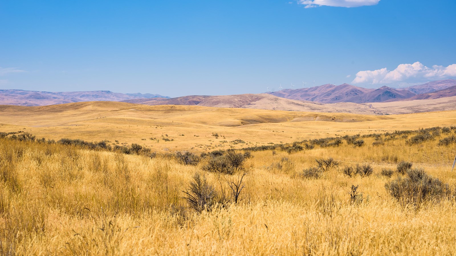 Warm, yellow grass covering rolling hills with a clear erosive swale in the middle.