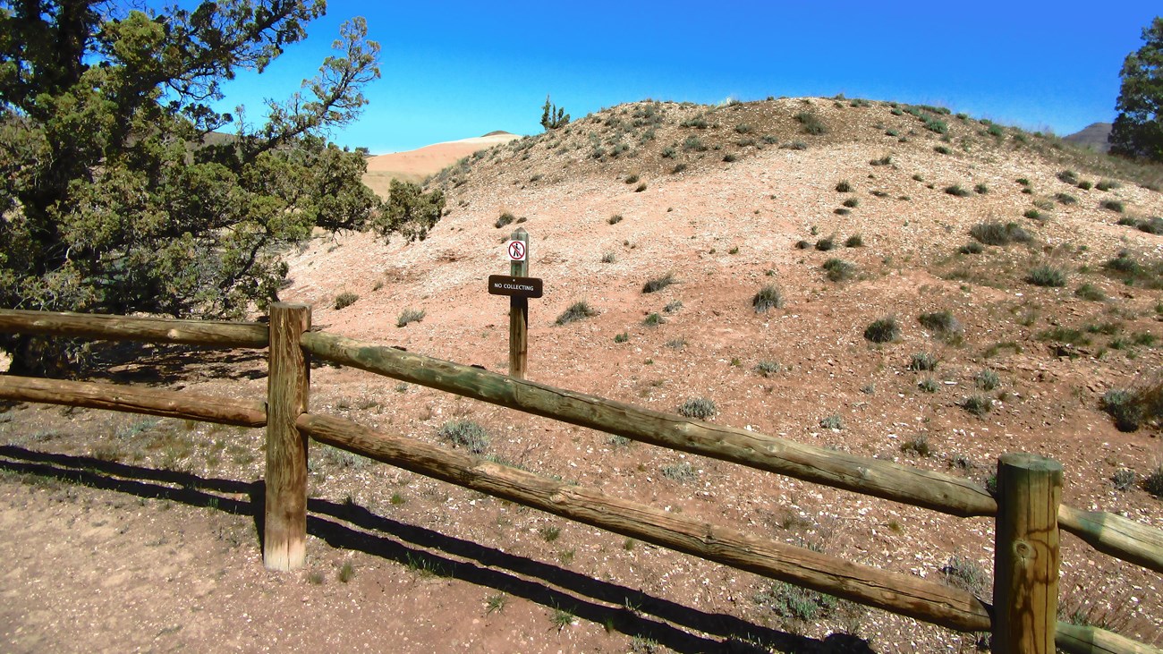 A brown hill covered with leaf fossils with a short wooden fence in front.