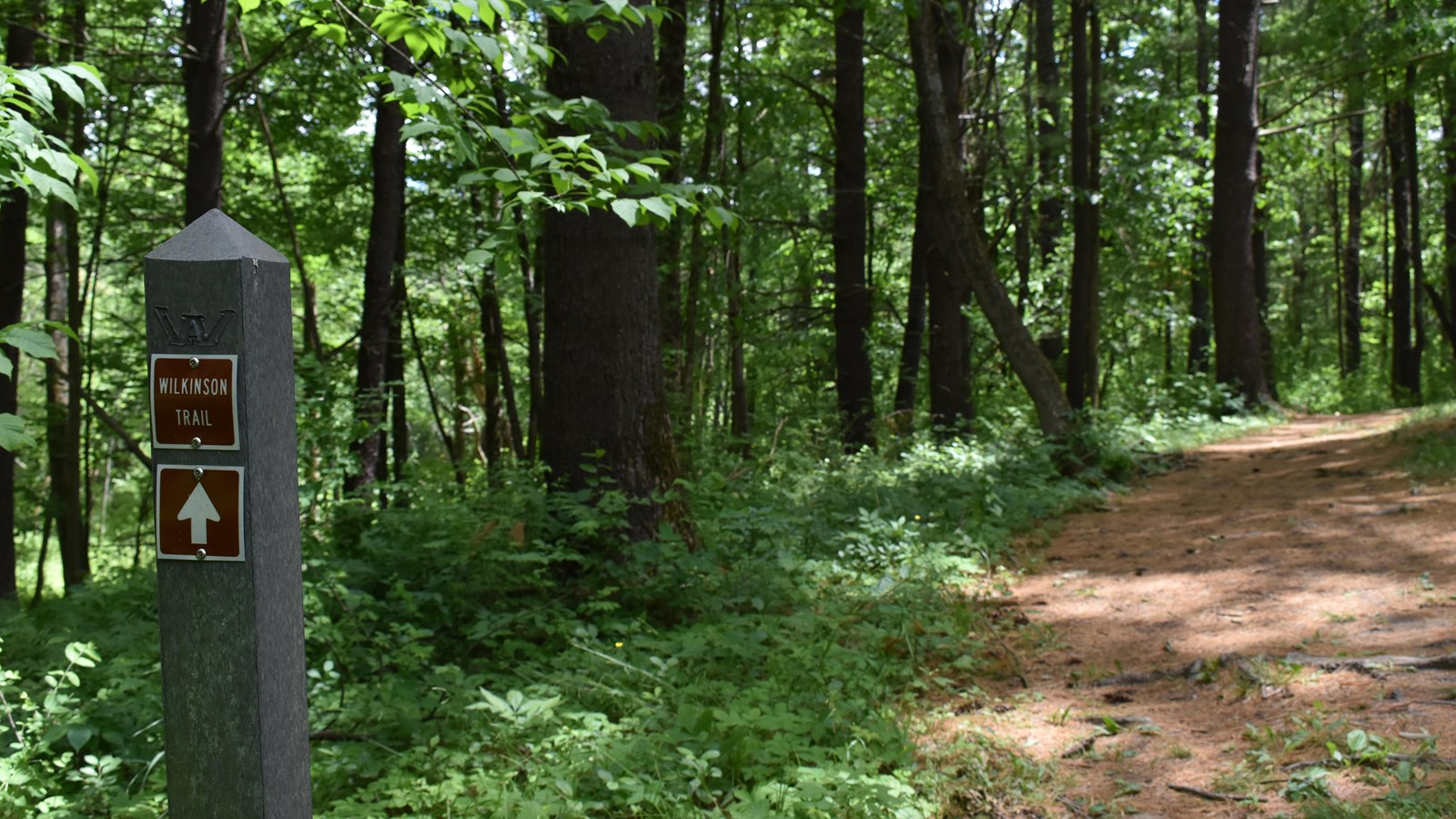 Gray trail marker in the woods next to a woody trail.