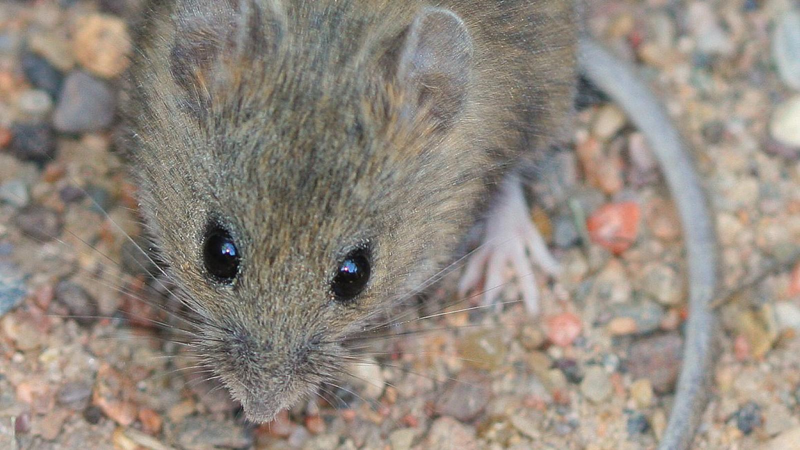 small brown mouse with long tail and big eyes