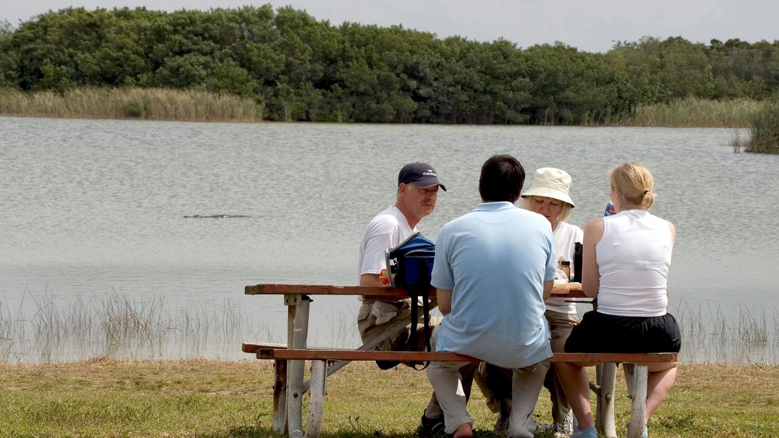 Visitors sit eating at a picnic table.  An alligator swims in the blue water in the background