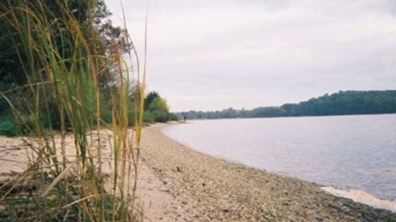 Sandy beach next to river with a line of trees
