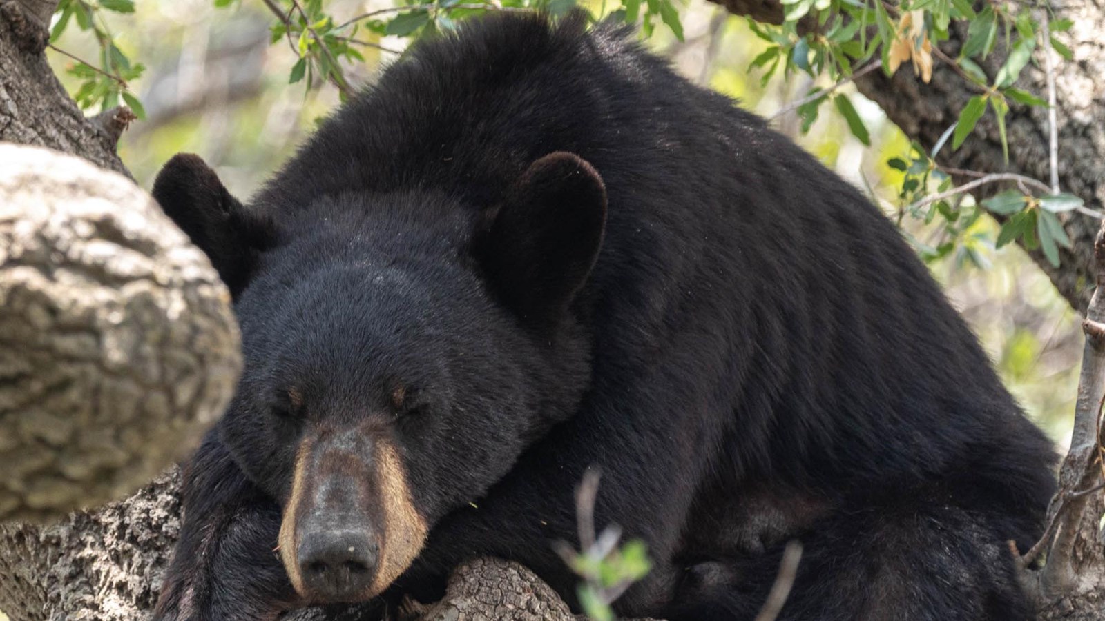 An adult black bear is sleeping on the limb of a tree.
