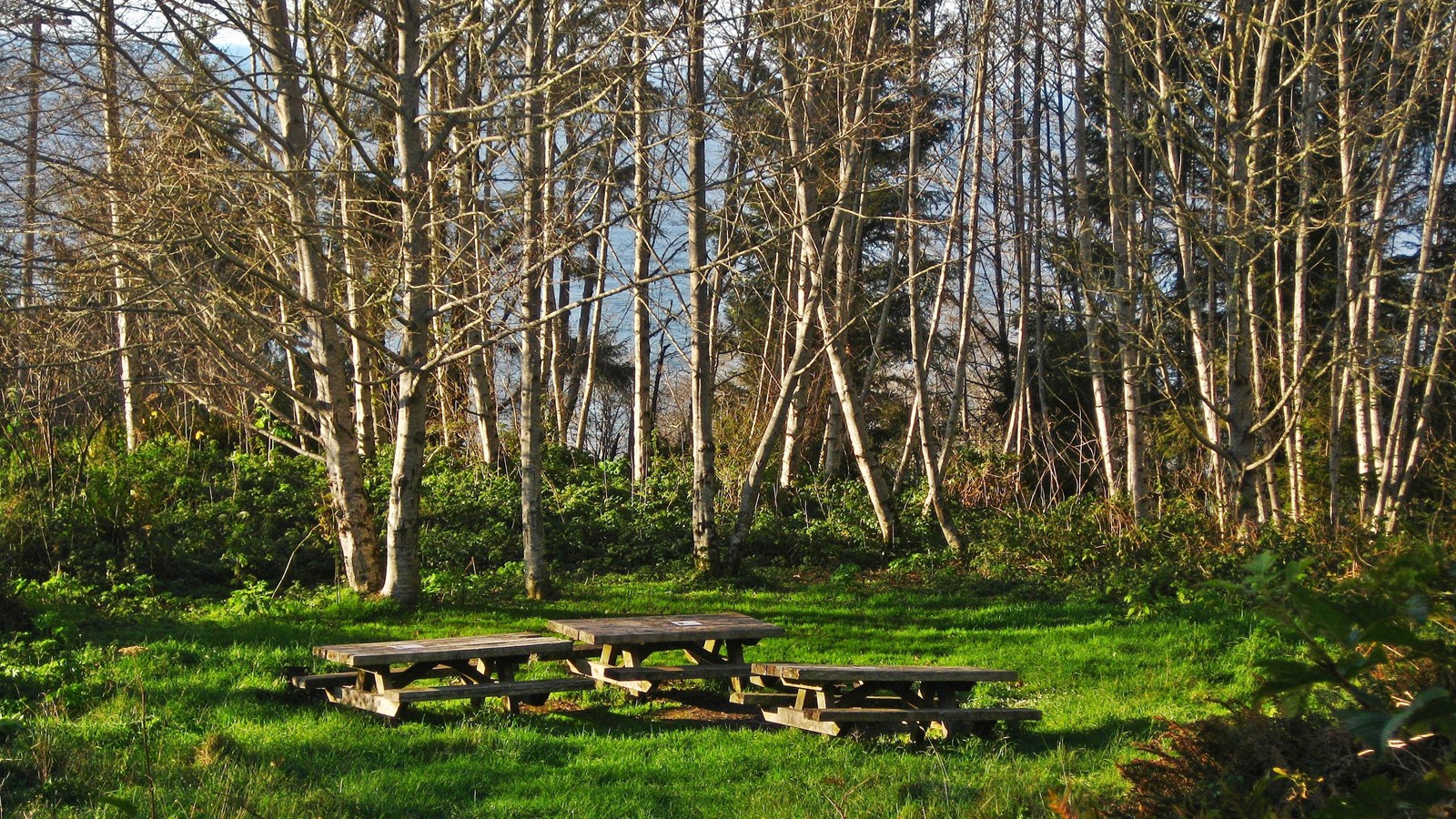Picnic Tables surrounded by alder trees.