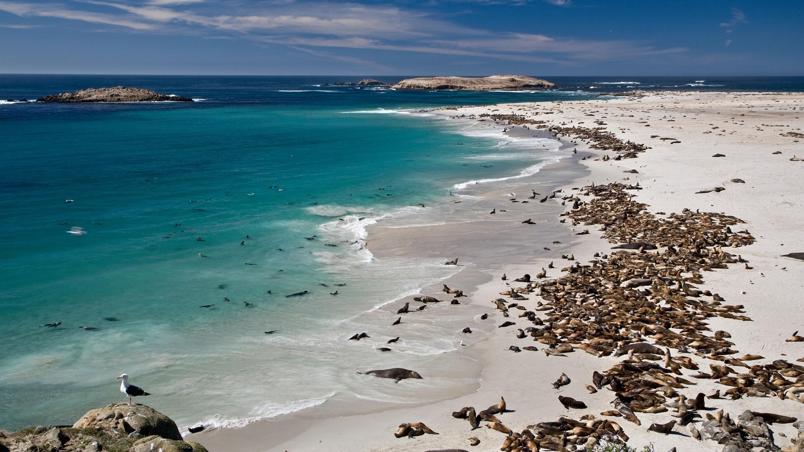 white sand beach with seals and sea lions laying close to each other