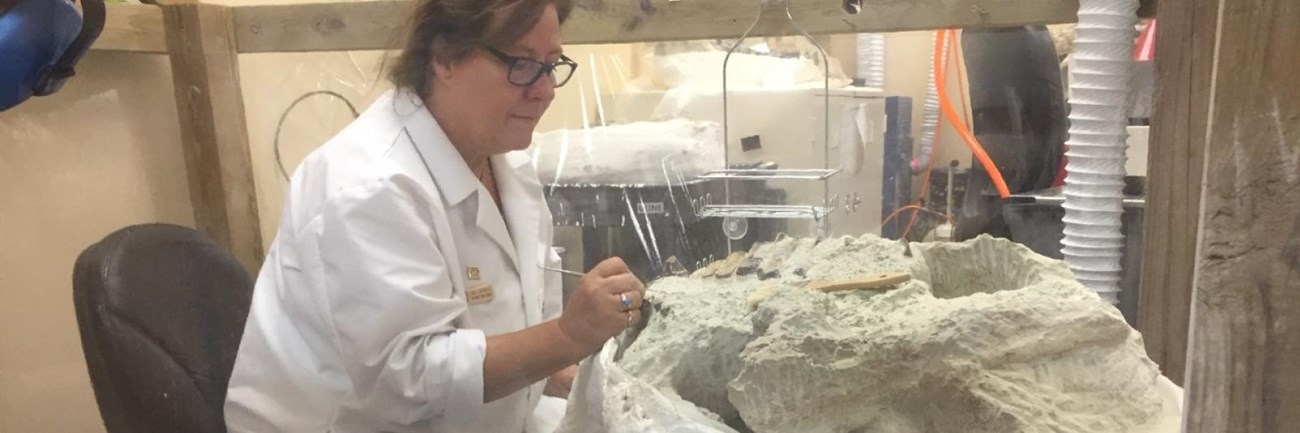 a woman in a white lab coat works on an enormous fossil skull.