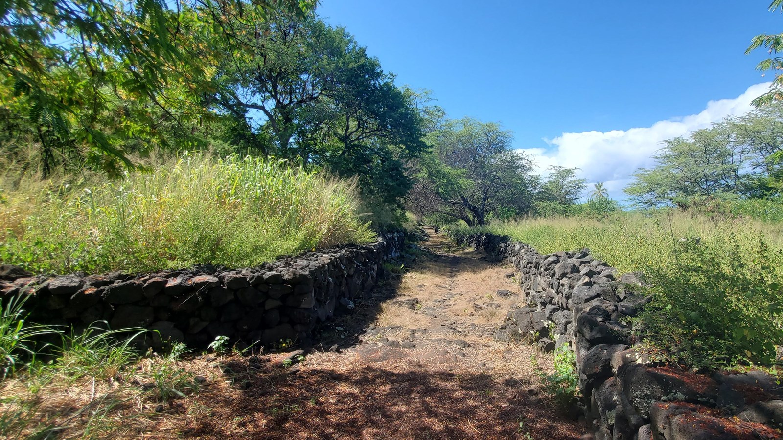 Rectangular stacked stone walls surround a former house site, now overgrown.