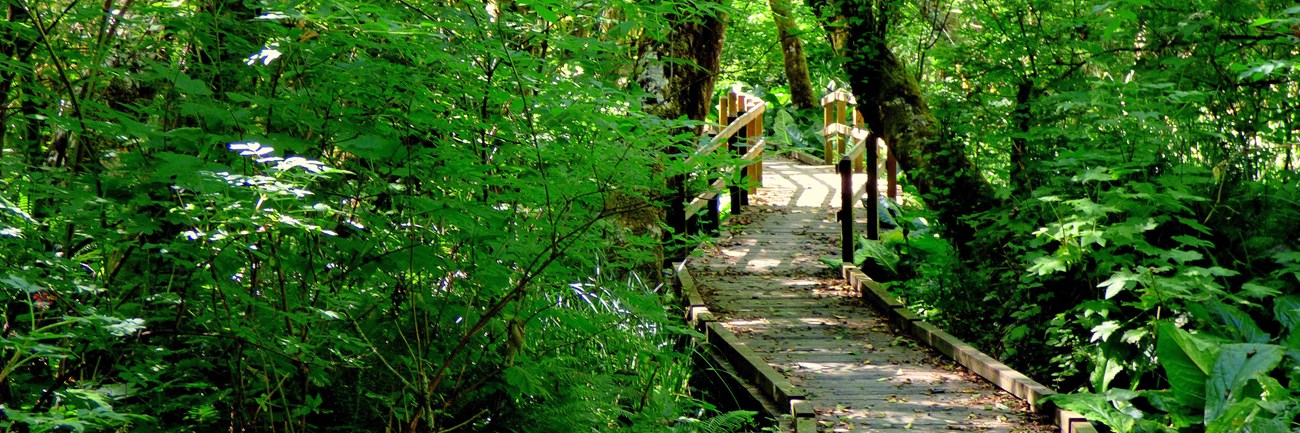 Boardwalk surrounded by lush vegetation