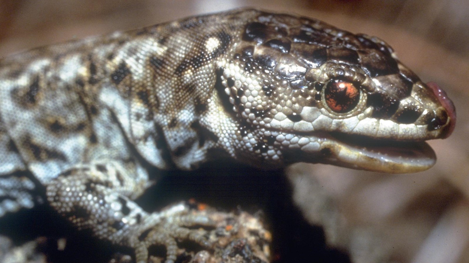 spotted lizard with scaly skin, large eye and tongue out