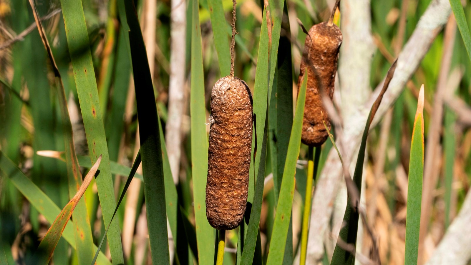 View of the corndog-like punk of a cattail, surrounded by a variety of tall grasses.