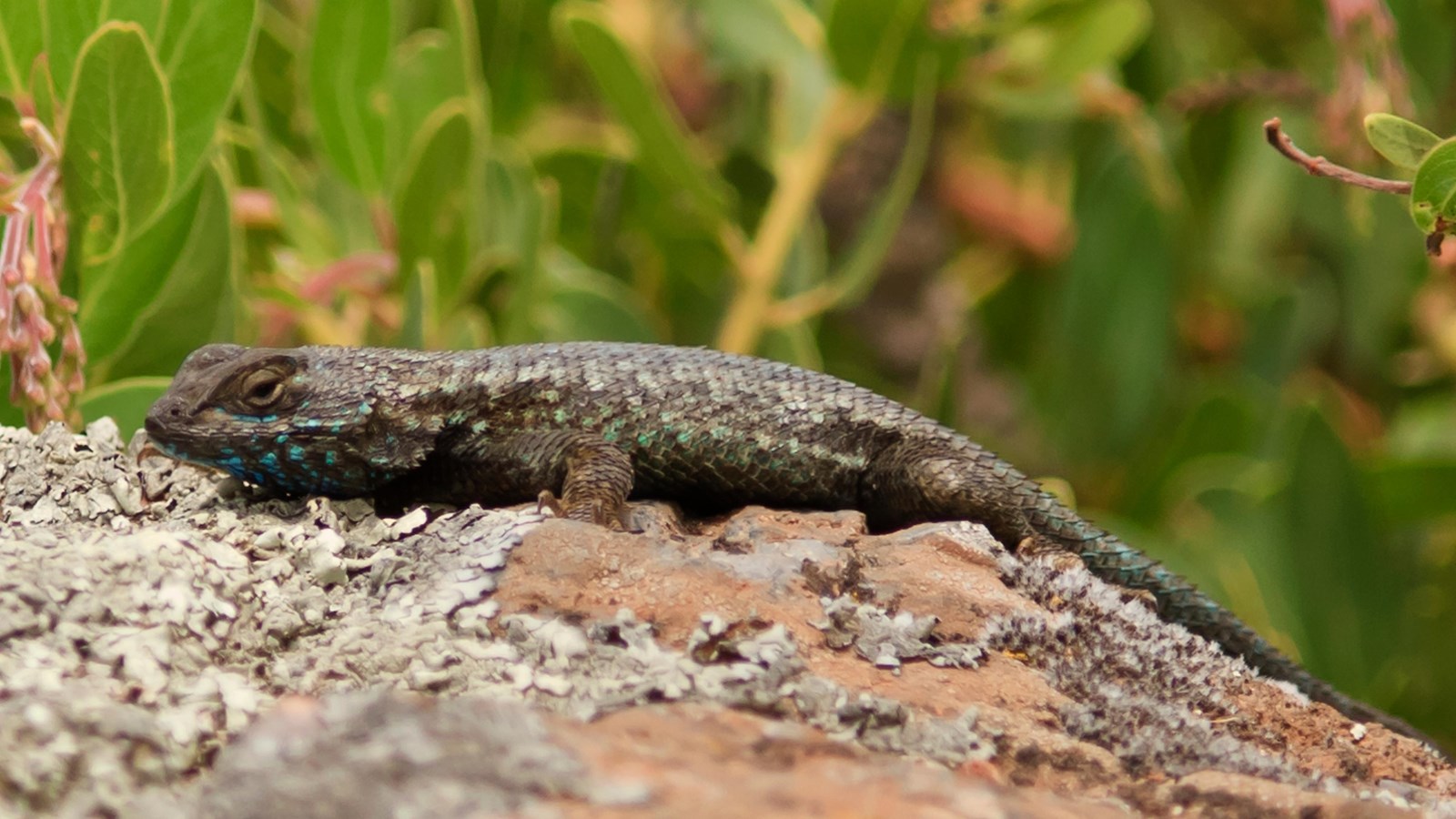 lizard laying flat on rock