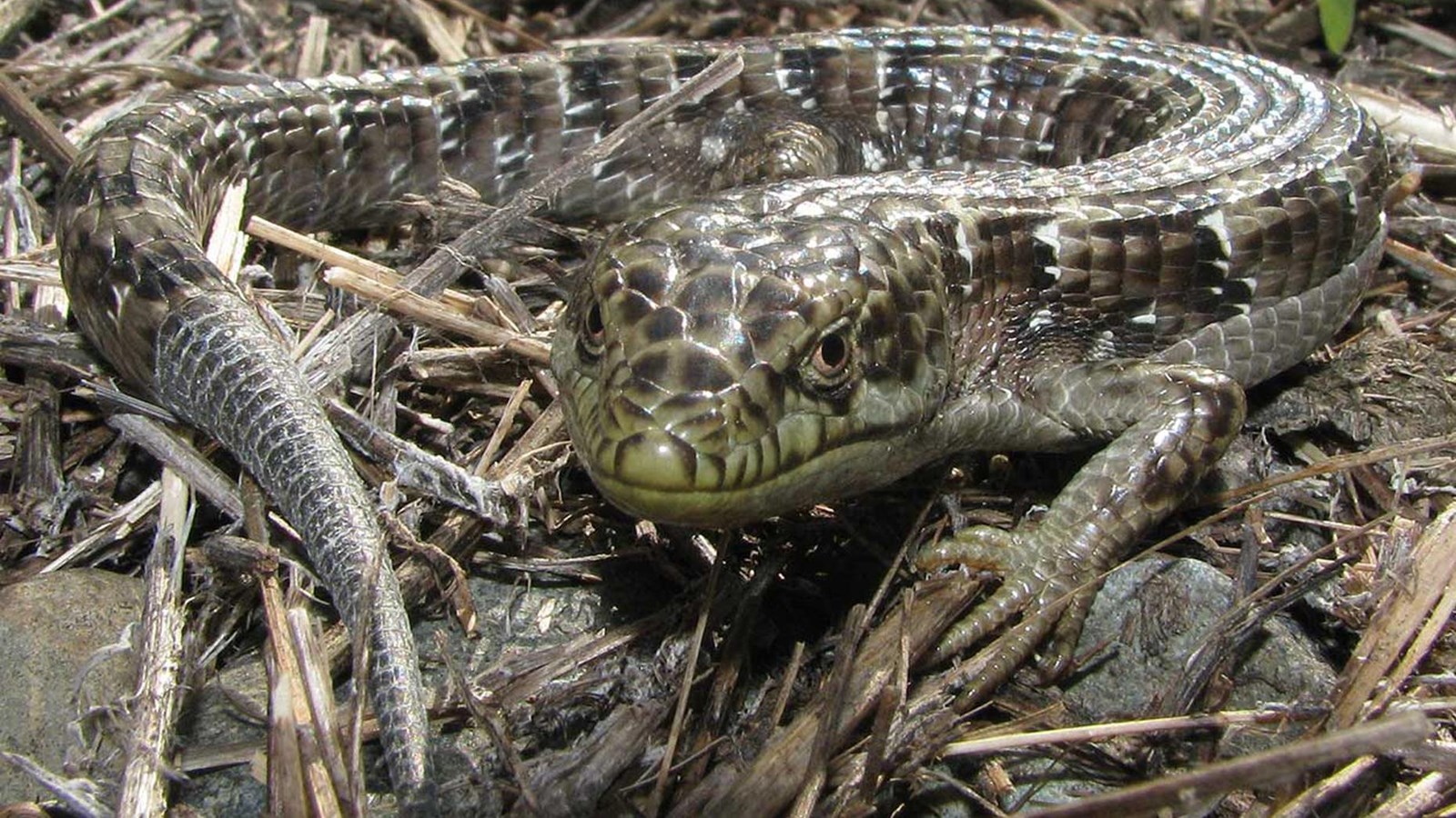 brown lizard with scales and long tail