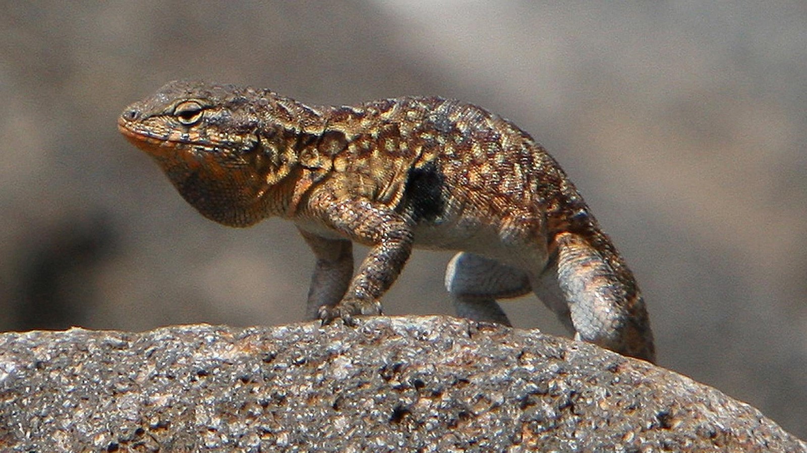 yellow and brown lizard on rock