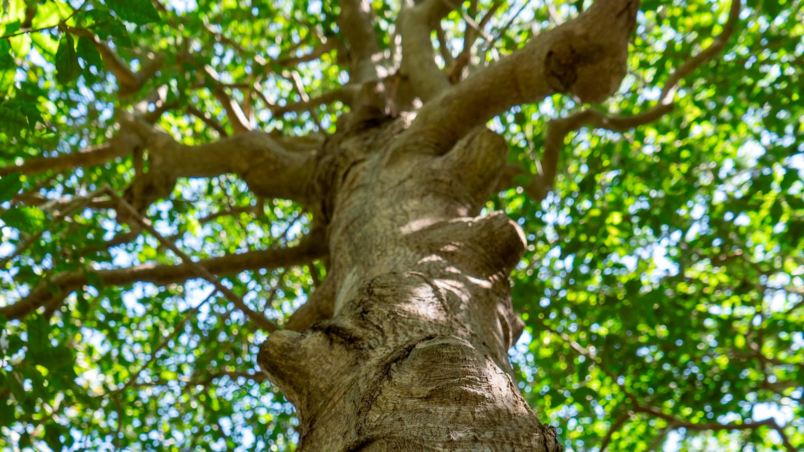 A view of a holly tree, taken against its trunk and looking up toward the canopy.