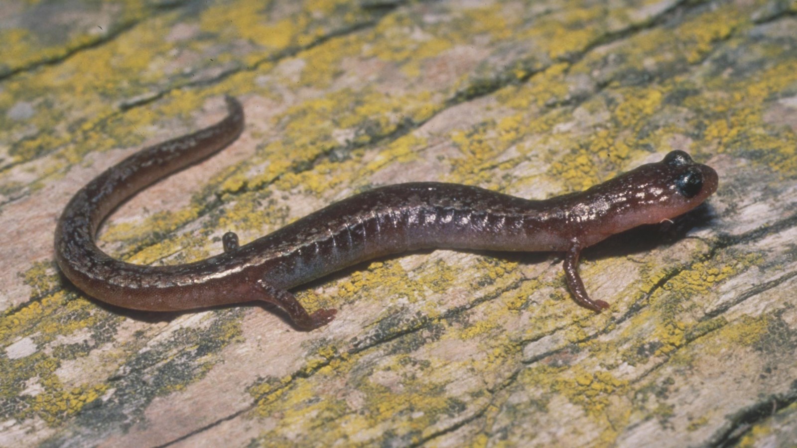 brown slimy salamander on wood