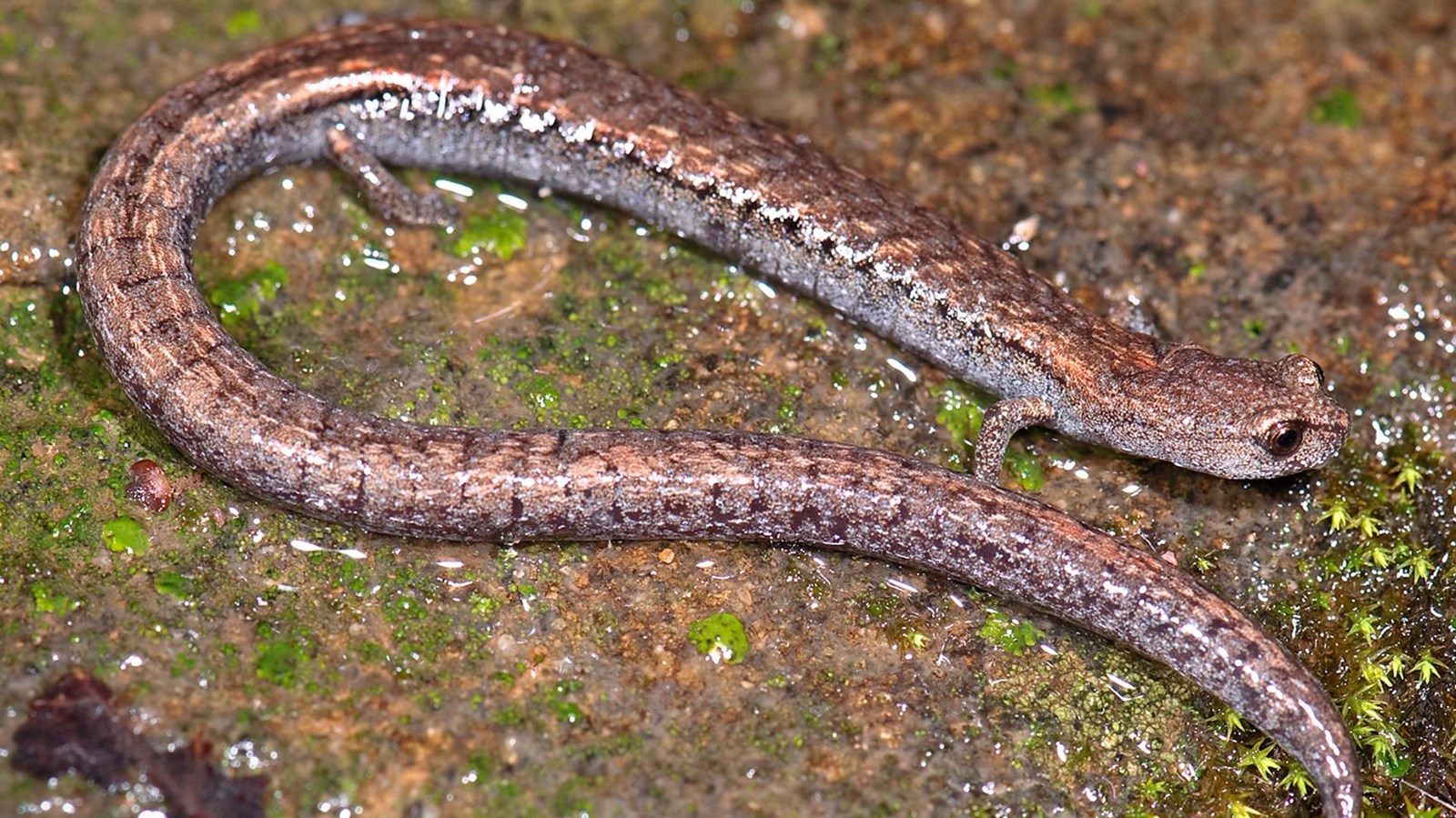 long skinny slimy salamander on rock
