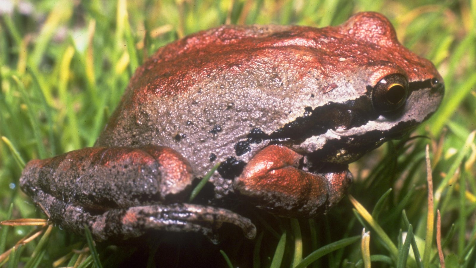 small brown and black frog on grass