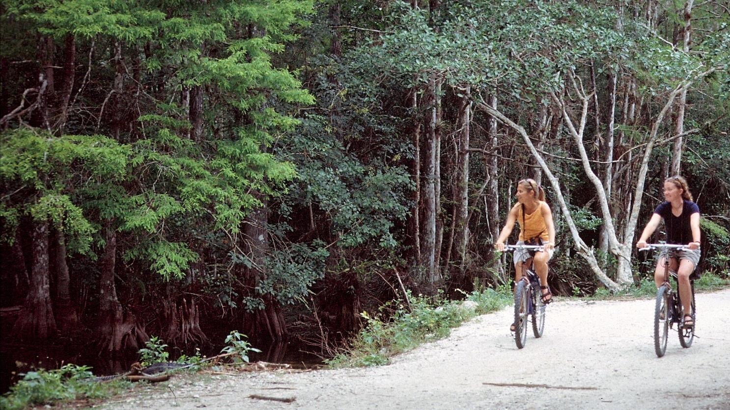 Two people ride bikes on a dirt road in a cypress swamp