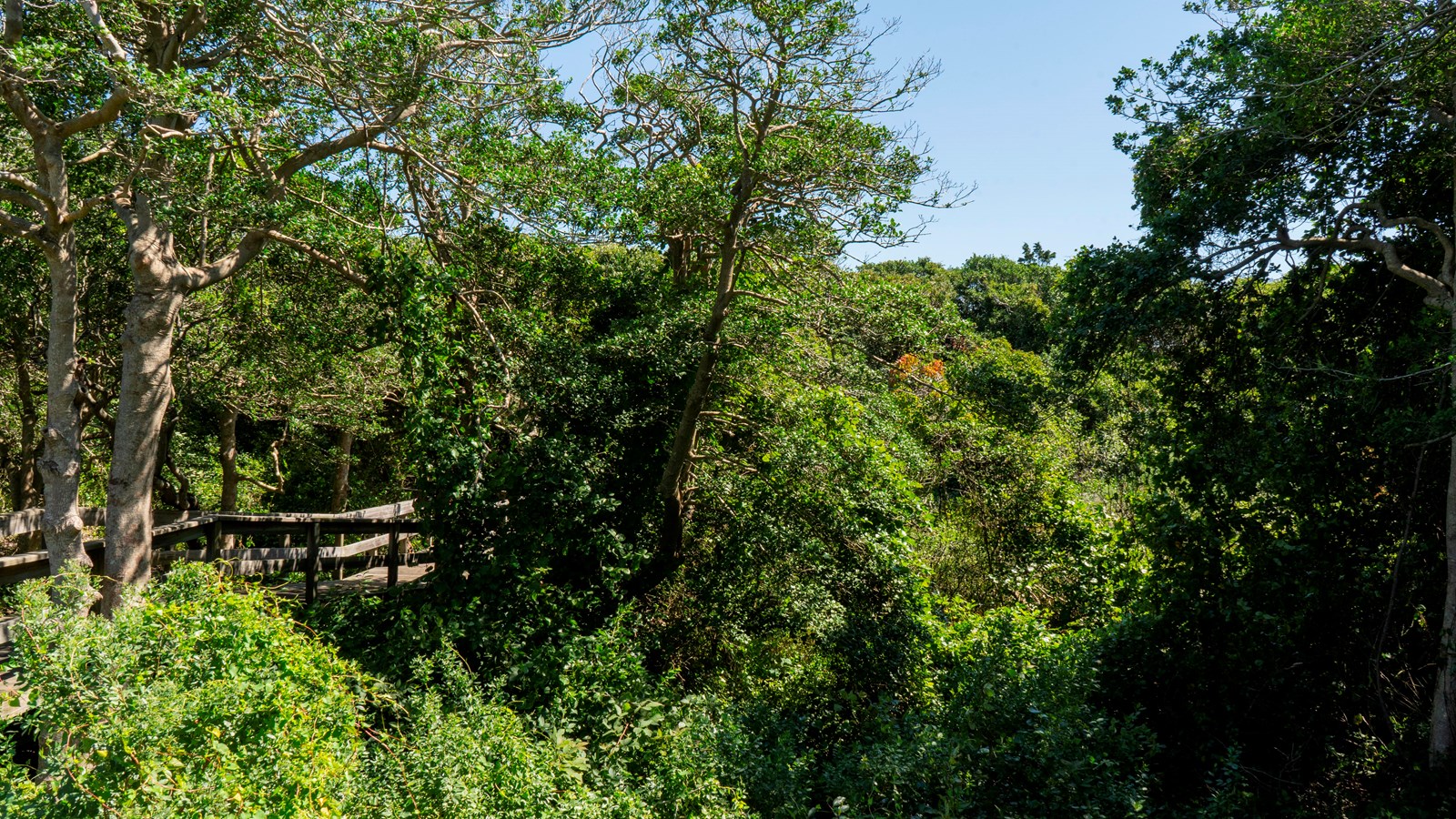 An open clearing in the forest features a distant view of the boardwalk snaking back into the woods.