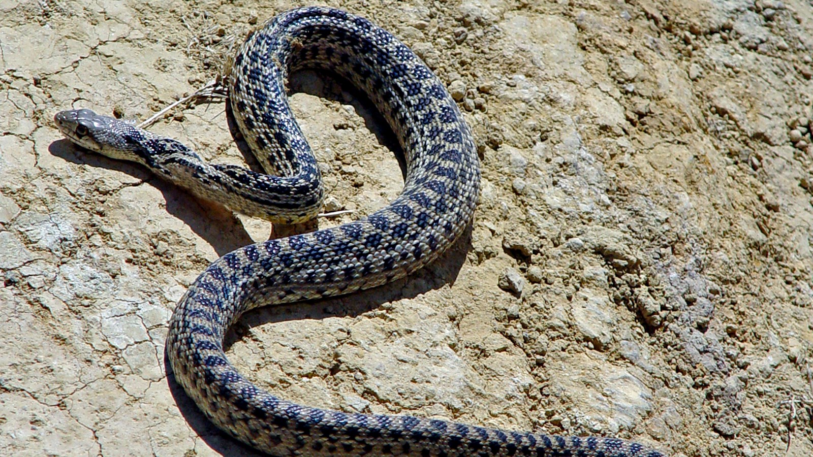 gray  and brown snake on rock